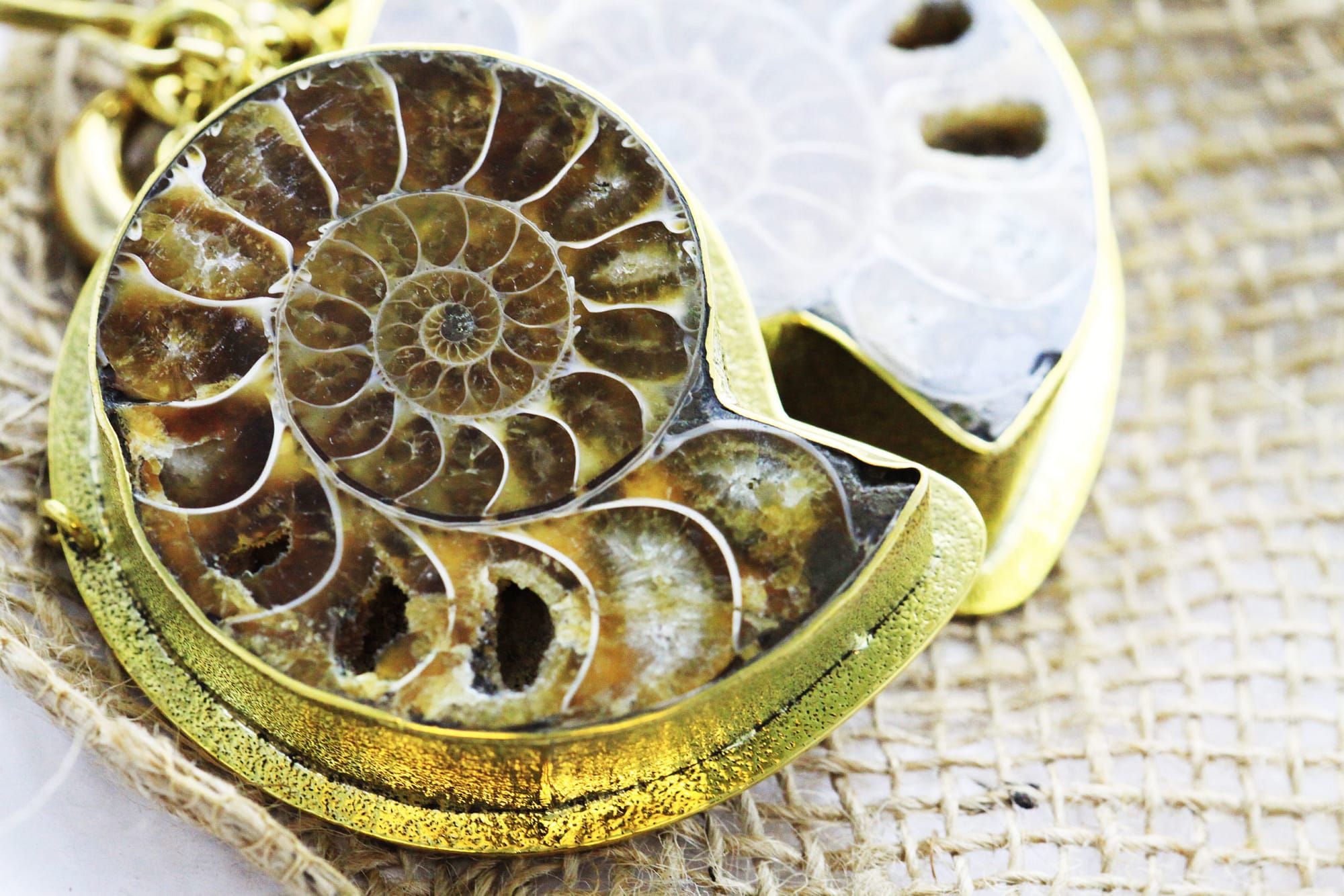 Large Brass Fossilized Ammonite Weights