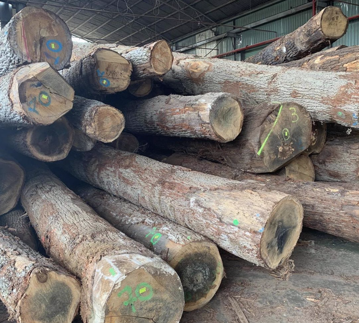 European French oak logs stacked in our factory. These will soon become engineered wide plank flooring