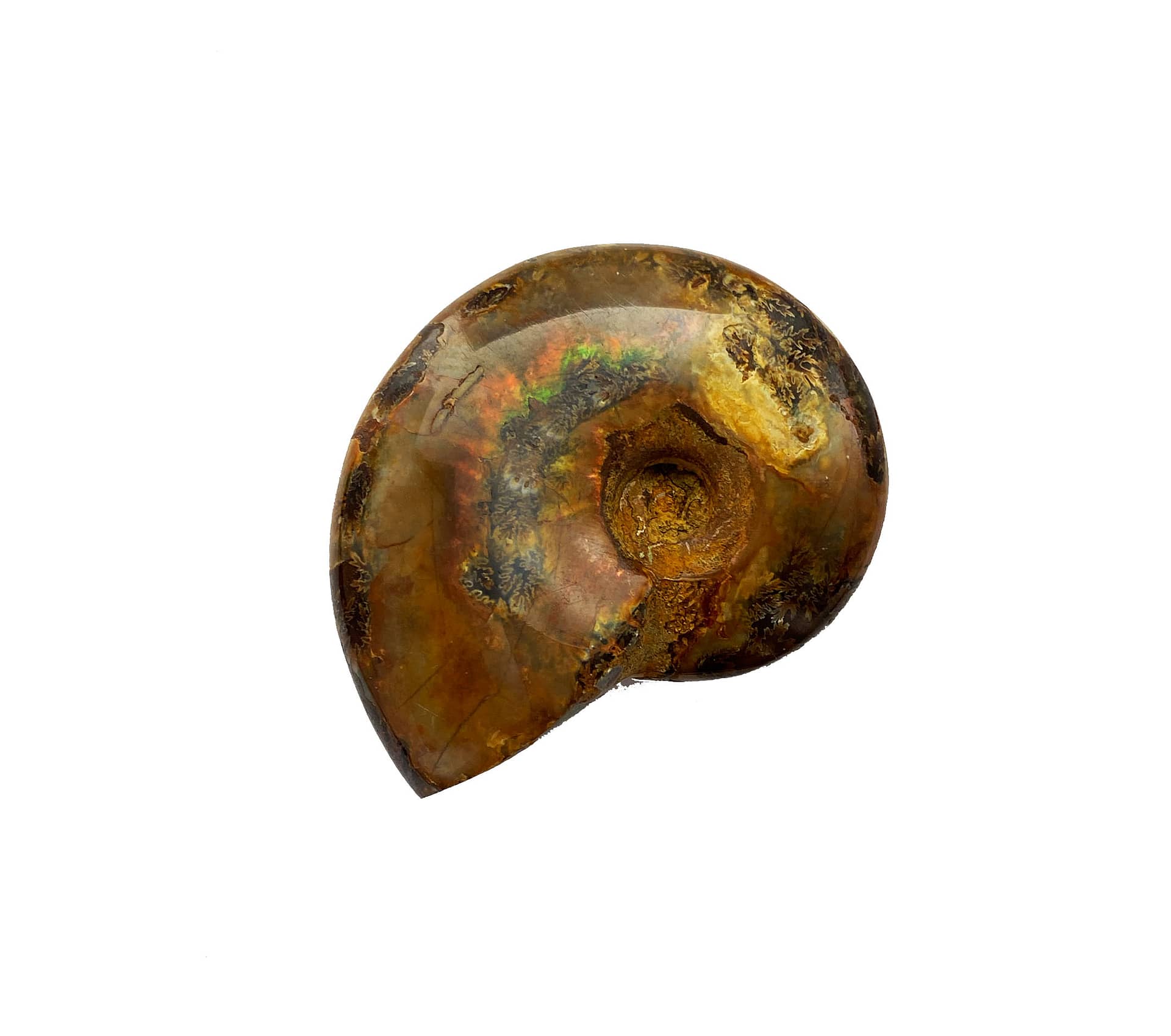 Large Opalized and Fossilized Ammonite – Identity Body Piercing